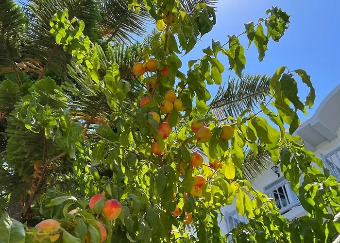 特奥多海滩公寓酒店 帕萨里迪